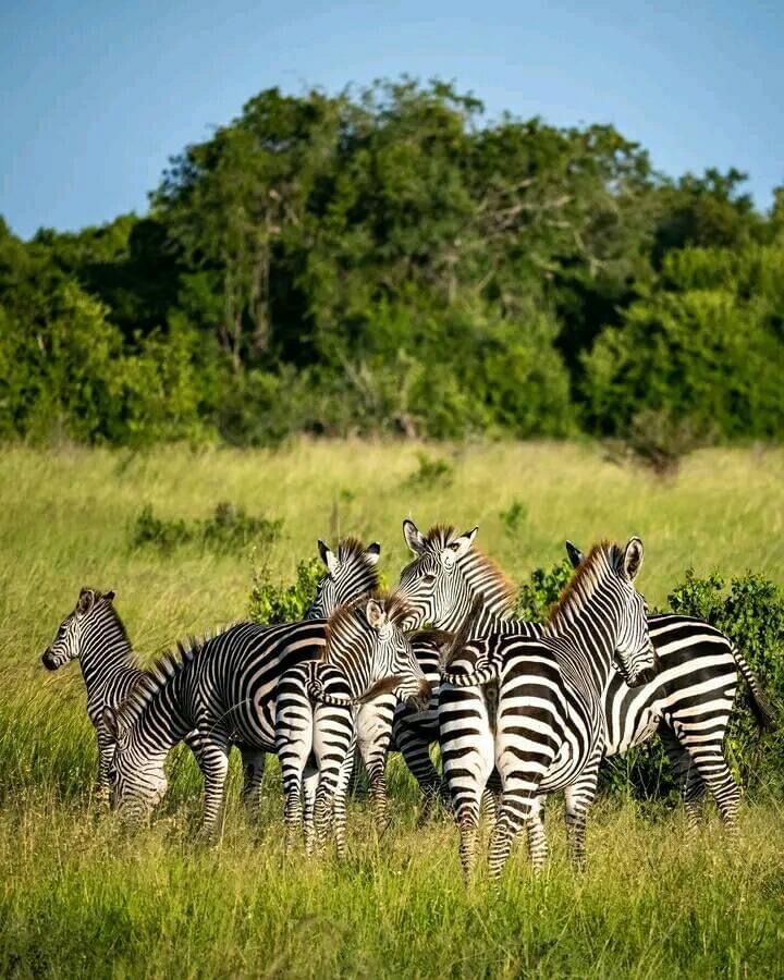 Mahale Mountains National Park