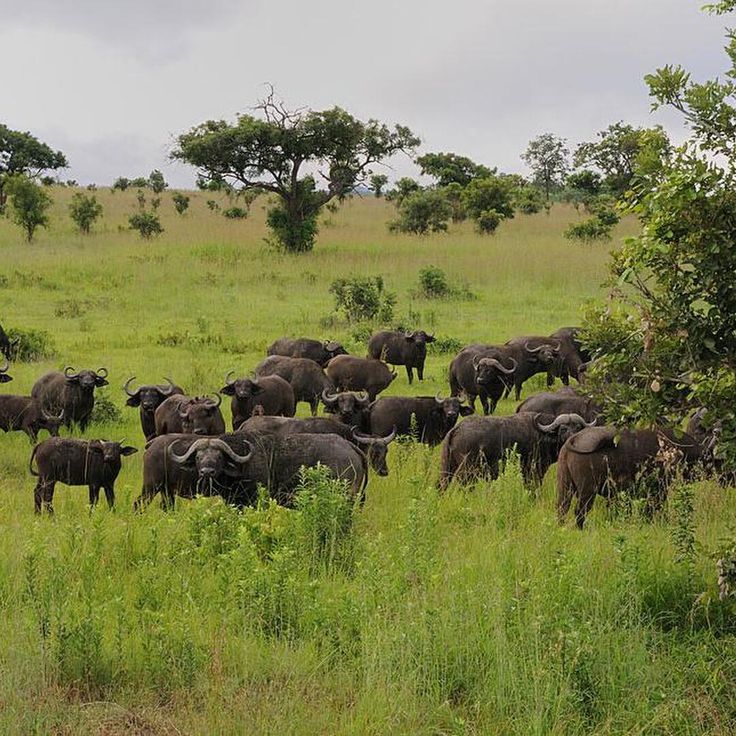 Saadani National Park