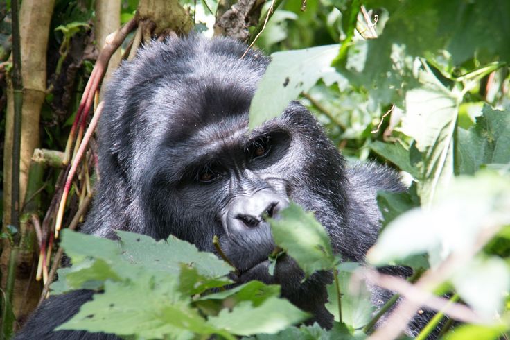 Rubondo Island National Park